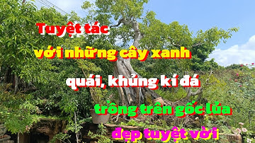 Những tác phẩm xanh trồng trên gốc lủa và kí đá gốc quái trên chậu nước|| châu ngọc vlog & bonsai