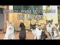 URGENTE NECESITAMOS AYUDA - CORAZON GATUNO - UN LUGAR