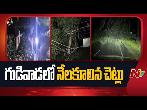 Cyclone Montha : Several Trees Uprooted On Main Roads In Gudivada | NTV Telugu - NTVTELUGU