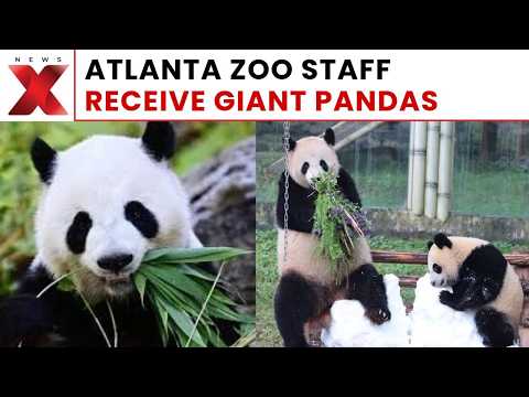 Atlanta’s Giant Pandas Arrive! Zoo Staff Receive Them In Chengdu | NewsX