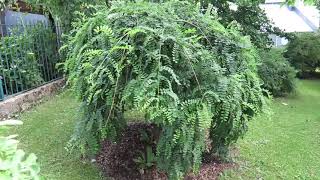 Sophora japonica 'Pendula' jerlín japonský