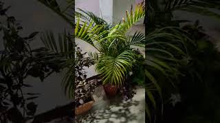 Palm tree big leaves | Beautiful palm tree | #dsjgardening#shorts