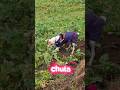 Chula out doing her zoomies and a bit of diggin❤️