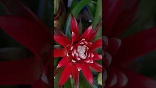Guzmania conifera #shorts
