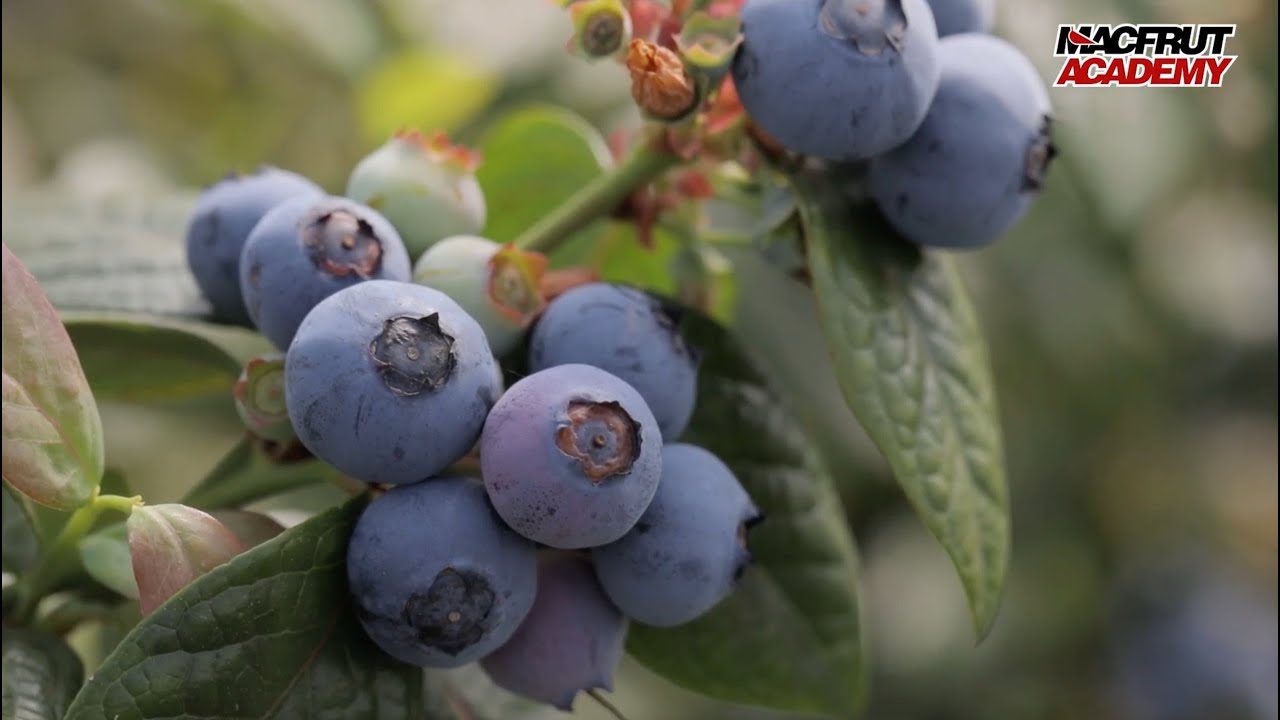 The evolution of blueberry in the mediterranean basin: Varietal ...