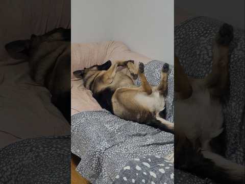 Lhola Sprawls Wide Lholo Dreams Like Human Shortsfeed Germanshepherd Dog 
