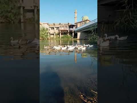 ملاتين باغرندا