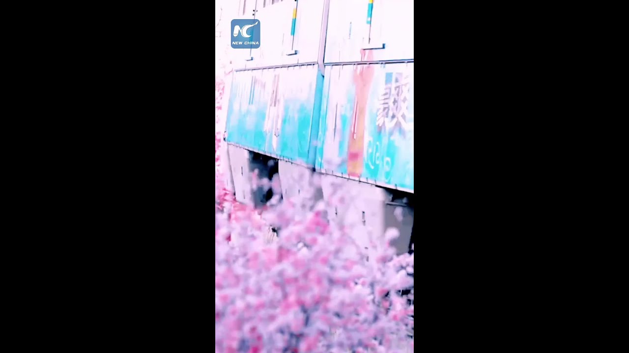 Metro trains glide through plum blooms in Chongqing