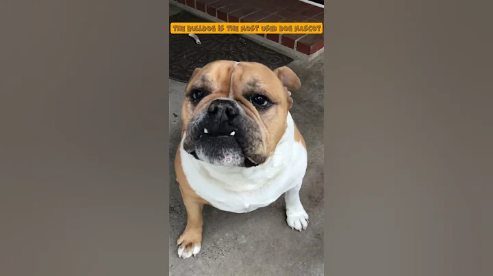 Funny Facts About American Bulldogs #dog #funny #cute #bulldog #americanbulldog #facts #funfacts