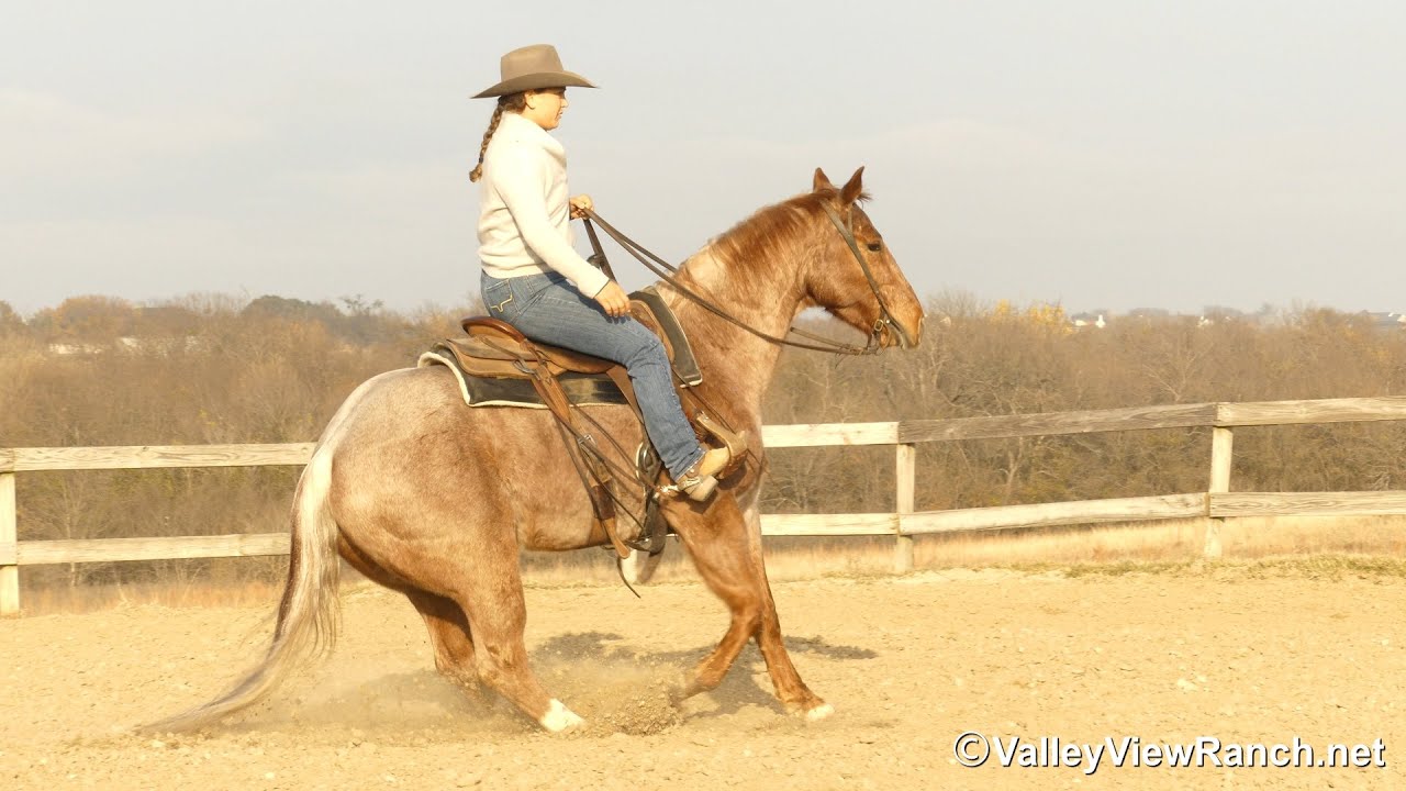 Metallic Skeder - mount, walk, trot, lope-offs, big stops, work gate! - 