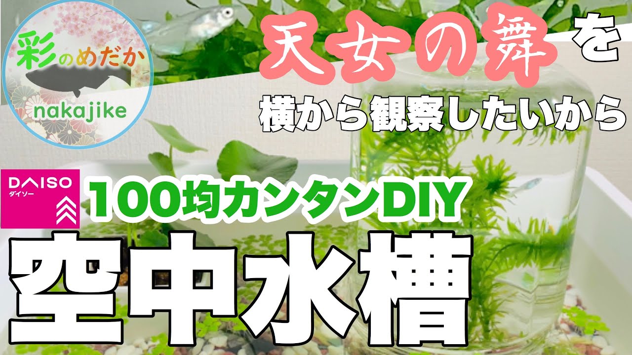 メダカdiy 室内水槽立ち上げ 空中水槽 Youtube