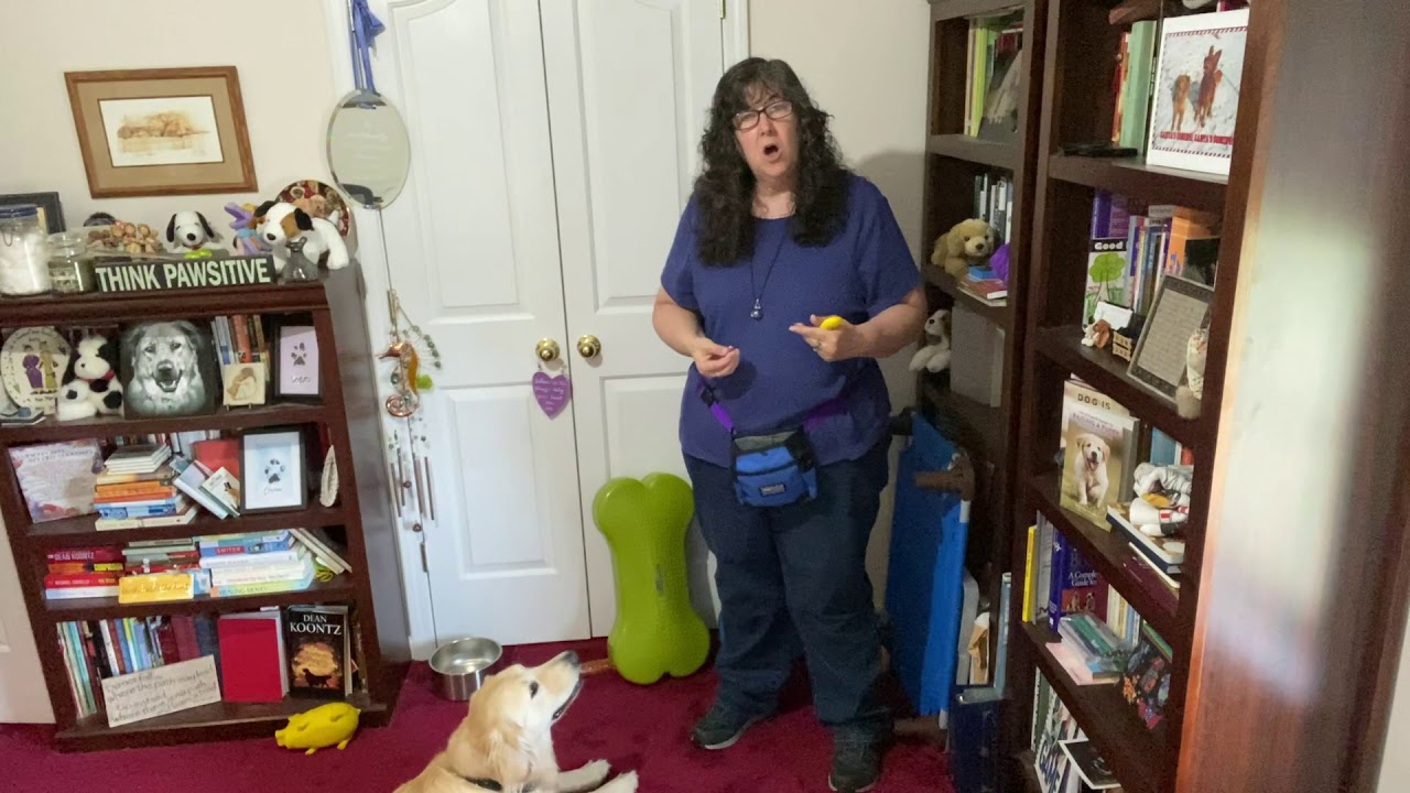 Teaching Your Dog To Come When Called YouTube Teaching your dog to come when called youtube