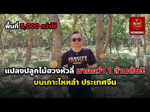 A Tour of a Huanghuali Wood Plantation with Over 1 Million Trees Across More Than 5,000 Rai in Ha...