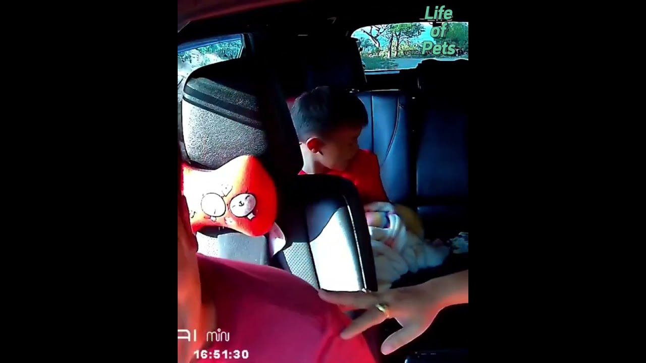 Funny animals stealing food compilation!