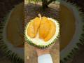 Amazing Malaysian Durian Cutting Mater Fruit Cutting Skills Malacca Durian Heng Amazing Malaysian Durian Cutting Mater Fruit Cutting Skills Malacca Durian Heng