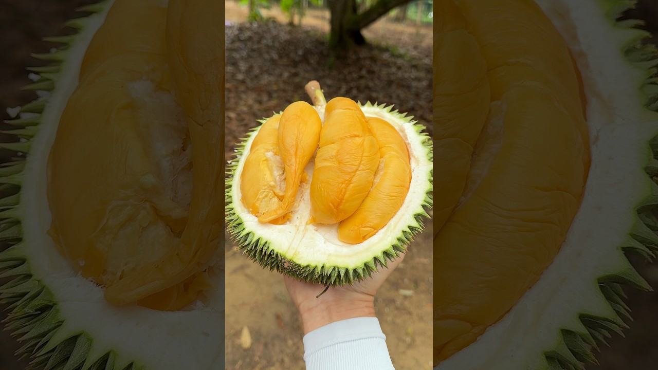 Amazing! Malaysian Durian Cutting Mater - Fruit Cutting Skills - Malacca Durian Heng