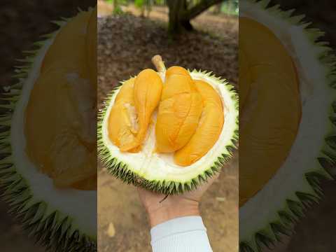 Amazing Malaysian Durian Cutting Mater Fruit Cutting Skills Malacca Durian Heng