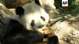 Us Zoo Liver Problem To Blame For Panda Cub Death