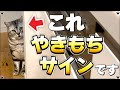 【あなたを大好きな証拠】猫がやきもちを焼いている仕草"6選"【保護猫】