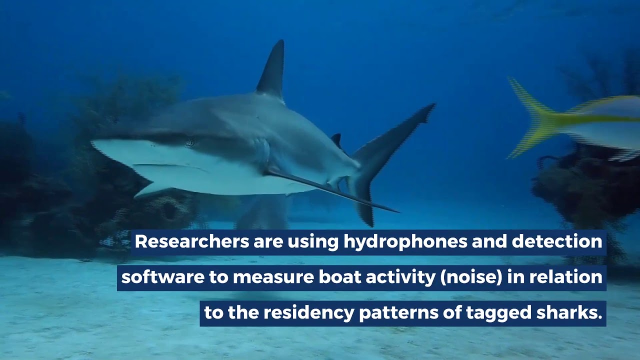 Impacts of Coastal Urbanization on Sharks off the Coast of Miami