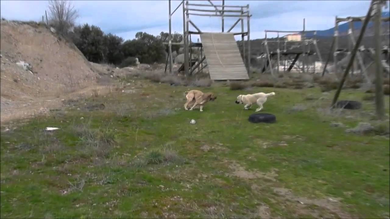 Logan y Morla - YouTube