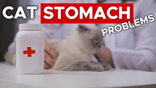 Cat Stomach Problems Treatment / How to Give Medicine to a Cat / Cat World Academy by Cat World Academy 92 views 13 days ago 8 minutes, 46 seconds