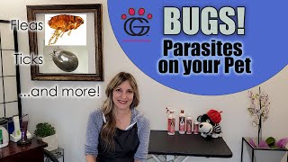 BUGS! - Parasites and how Groomers help deal with them (with Bio-Groom Flea, Tick & Mite products!) by Gina's Grooming 366 views 10 months ago 26 minutes