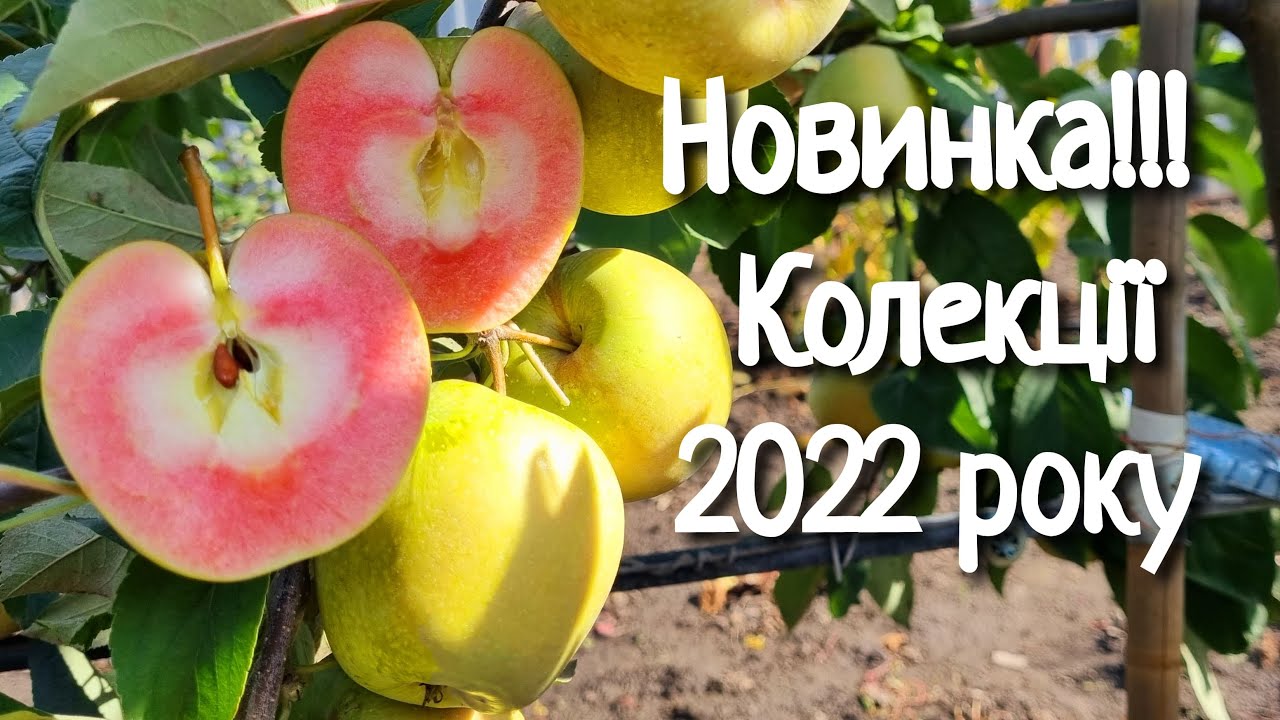 Яблоня Хідден Роуз /Apple Hidden Rose YouTube