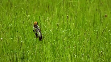 incredible bobolinks that migrate thousands of miles #vermont #birds #nature #bobolinkproject