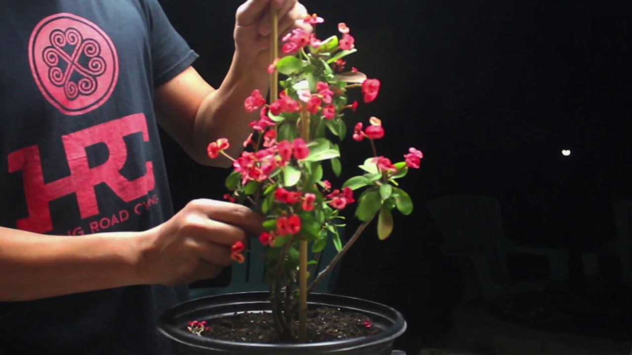 Pruning Euphorbia milii mini red Crown Of Thorns YouTube