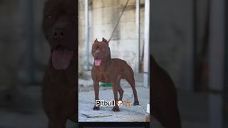 dog dangerous dog in world #viral#video#viralvideo #pitbull #top10strongestdogs