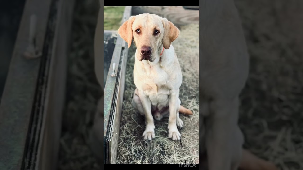 “Evening Hayride Adventure for Dogs at Doggie Dude Ranch! 🐶🚜 | Socializing with Cows & Horses”