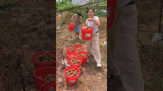 Kiwi fruit harvesting from farmers and cutting skills so fresh #2024 #fruit #life #harvest #kiwi