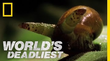 Zombie Snails | World