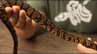 Project Series: Acid/Confusion Ball Pythons Wealth