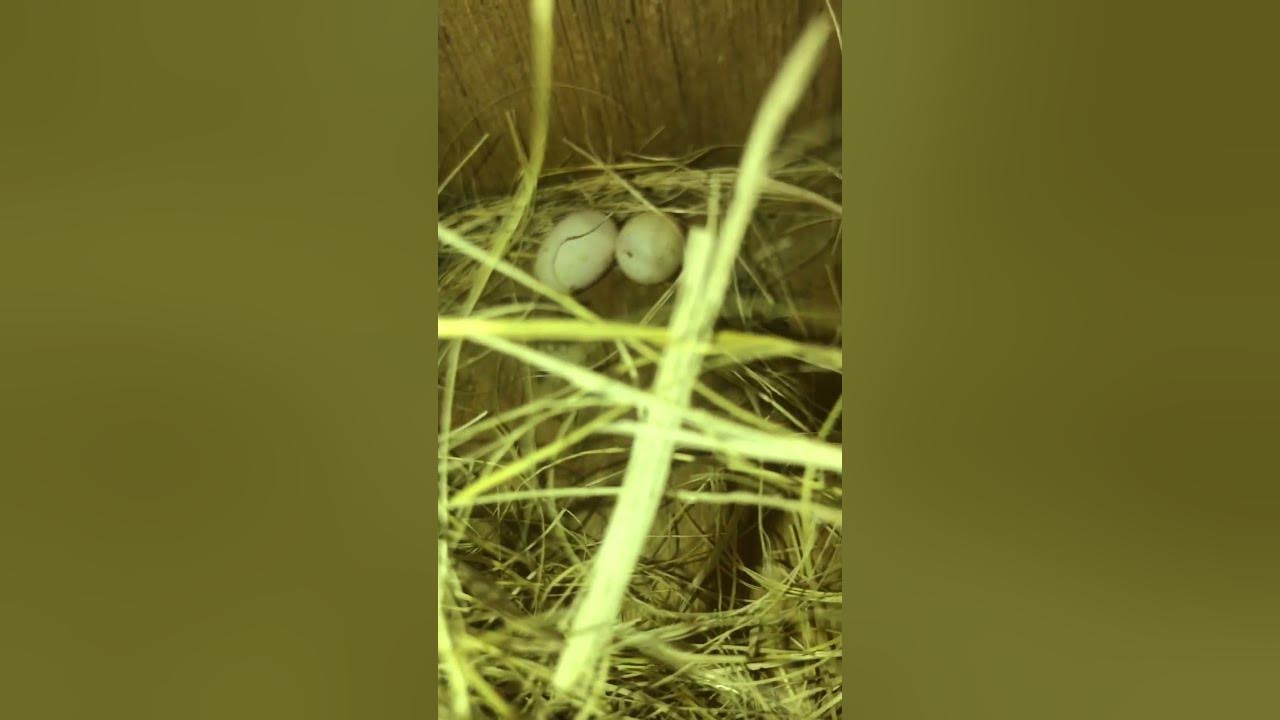 gouldian-finch-nest-box-check-birds-ladygouldianfinch-youtube