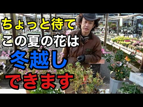 【冬越しのコツ】早まるな夏の花はまだ捨てないで下さい　　【カーメン君】【園芸】【防寒対策】