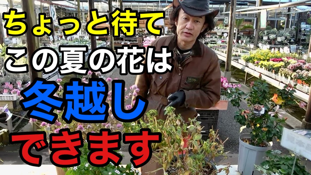 Tips for surviving winter] Don't throw away your summer flowers