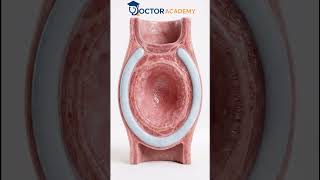 Trachea Explained 🫁 | Windpipe Anatomy & Function #anatomy #youtubeshorts#shorts #short #science