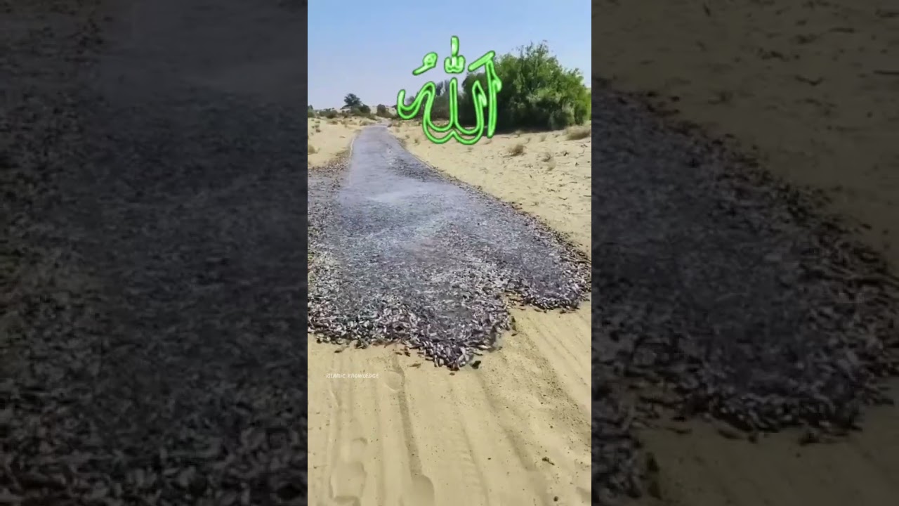 Allah Ki Qudrat Ka Karishma Dekho 😱 #fish #shorts