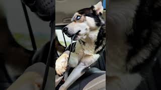 Husky engineering update: husky tried to escape the crate with zero balance #Shorts