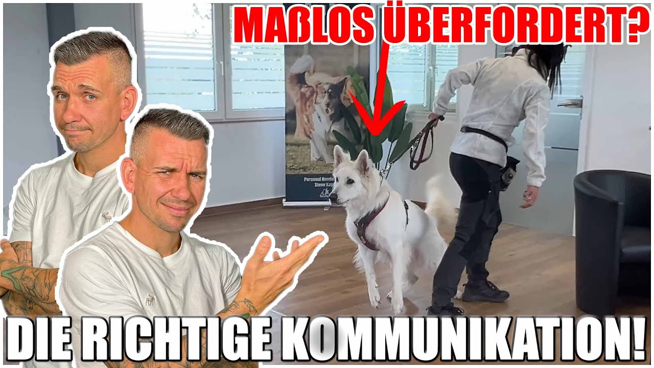 FREMDHUNDEBEGEGNUNG UNMÖGLICH? | DU MUSST DIE ZEICHEN DEINES HUNDES WAHRNEHMEN!