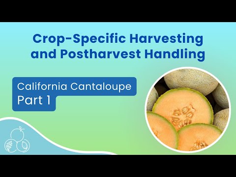 Food Poisoning Prevention: The Definitive Cantaloupe Guide
