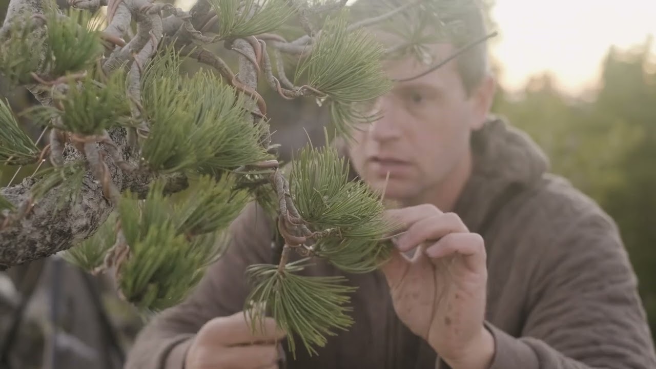 Premium Bonsai Pots, Tools, Supplies & Ceramic Planters | Bonsai