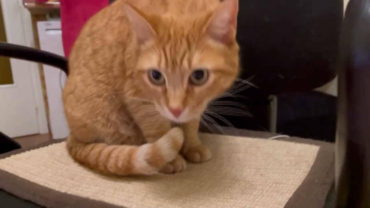 День из жизни кошки