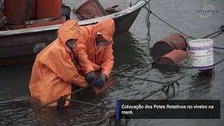 As Melhores Ostras é na Ostraveiro