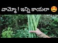 జంబో హార్వెస్ట్ | మునక్కాయల తో పాటు ఇంకేం కోసామంటే 