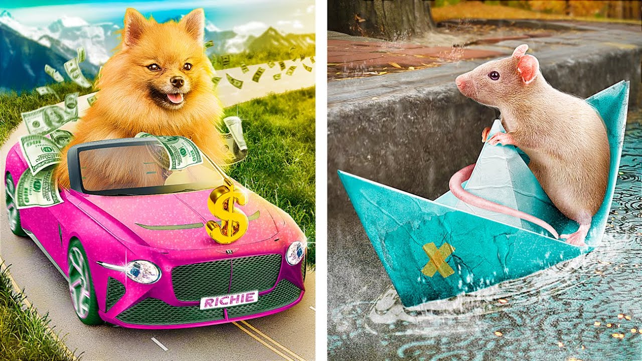 Rich vs Broke Pet Owners