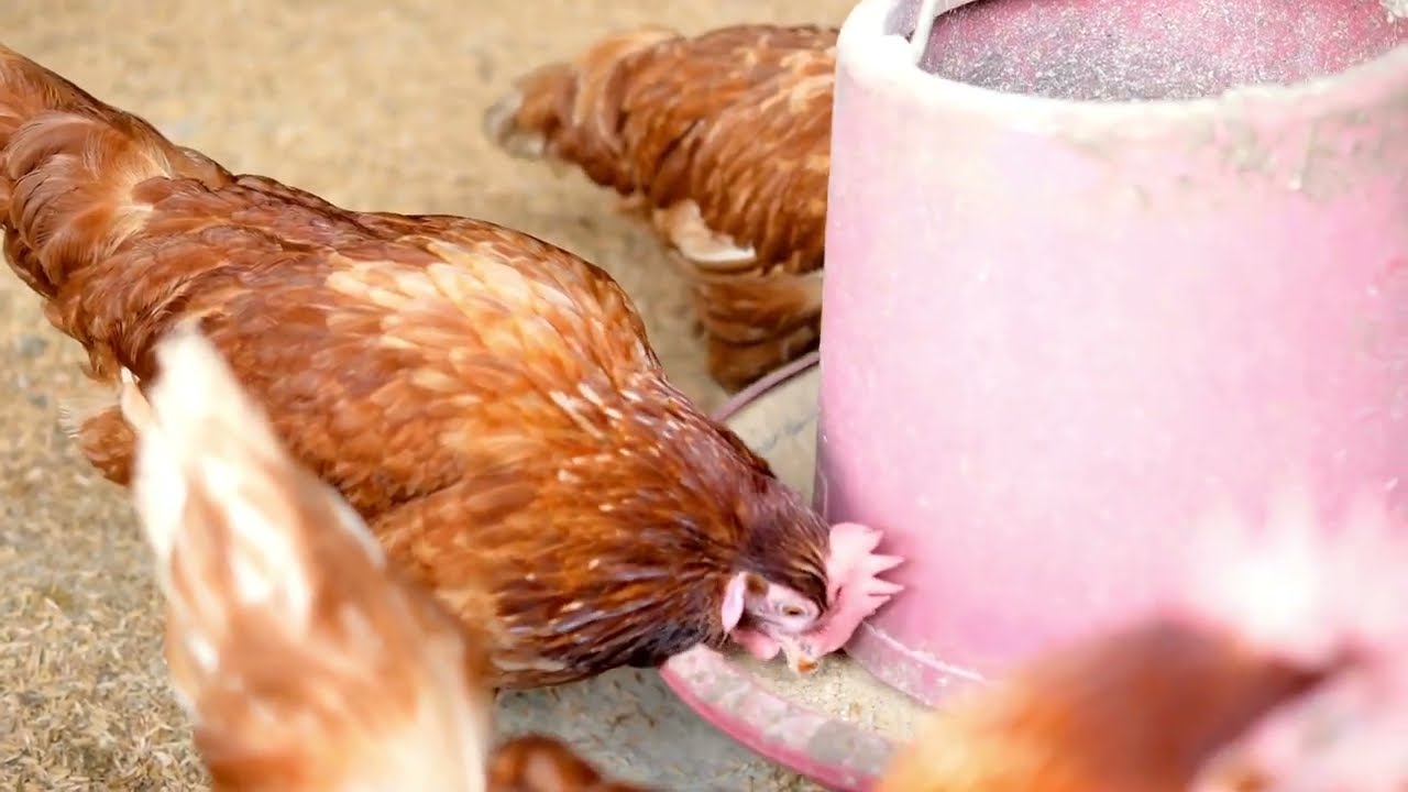 Les vieilles poules ne pondent plus  J'ai mis du miel pur dans l'eau et maintenant elles pondent com