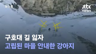 구호대 길 잃자…지진으로 고립된 마을 안내한 강아지 / JTBC 뉴스룸